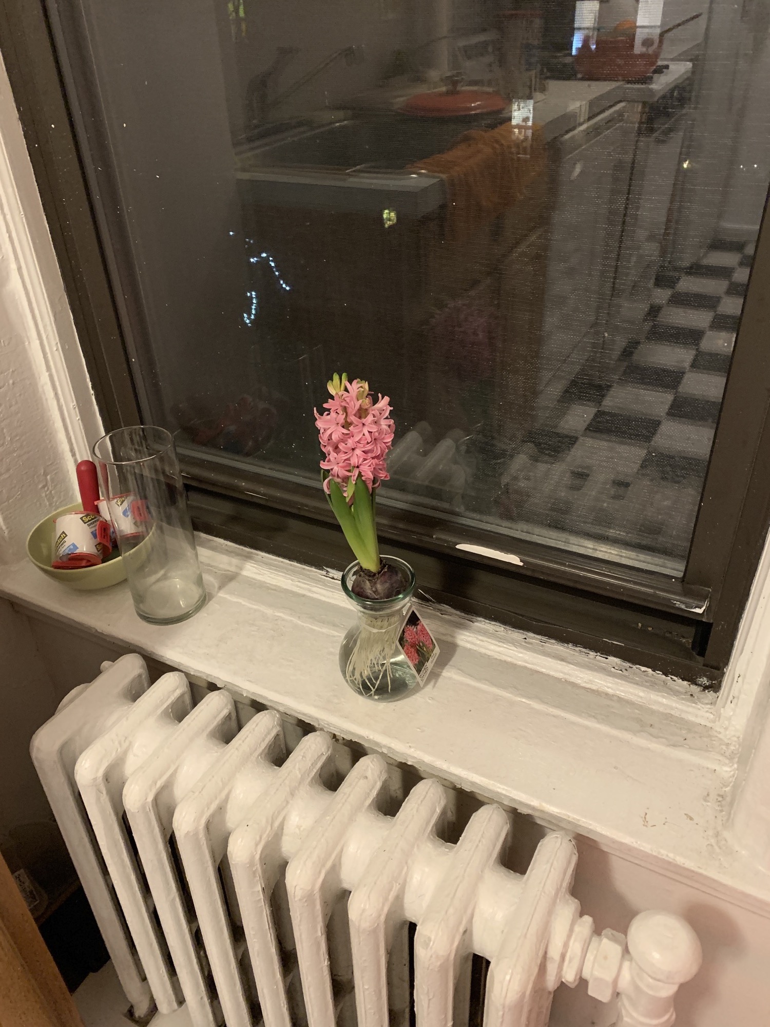 Orchid on window sill